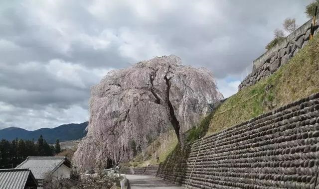 2019041215550566741611141136.jpg 6957edf8821c4d5581168b25bb4e02a9.jpg